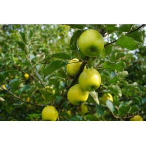 Jabloň domáca (Malus domestica) ´REINE DES REINETTES - ANANÁSOVÁ RENETA´ - zimná, výška 120-150 cm, voľnokorenná